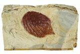 Fossil Leaf (Beringiaphyllum) - Montana #268293-1